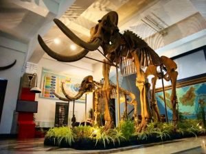 Museum Tidak Biasa Yang Ada di Indonesia